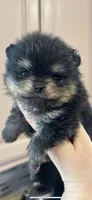 Murphy , a male Pomeranian for sale in Grayslake, IL – 2 of 3