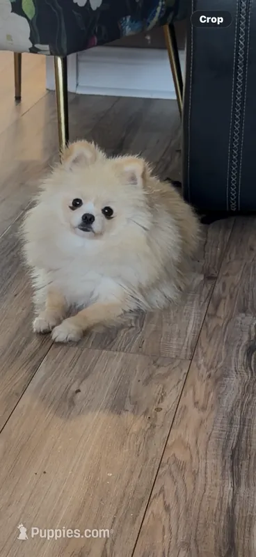 Edzia  – Pomeranian puppy for sale in Grayslake, IL