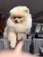 Gucio, a male Pomeranian for sale in Grayslake, IL – 8 of 8