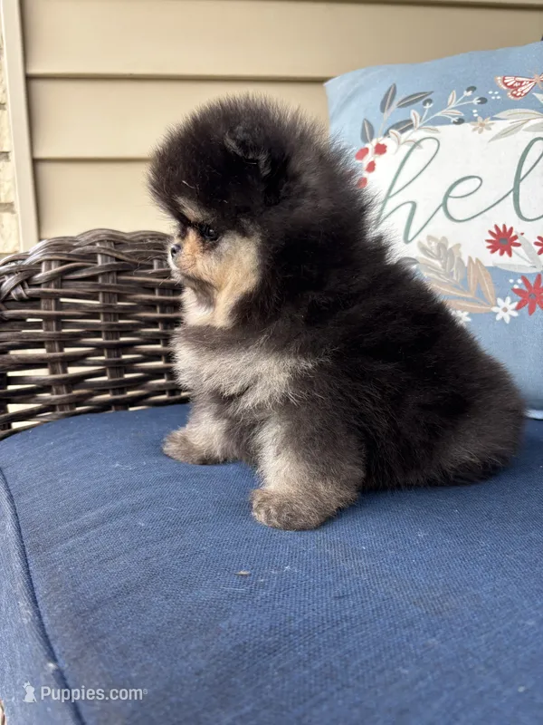 Murphy  – Pomeranian puppy for sale in Grayslake, IL