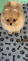 Carmel , a female Pomeranian for sale in Grayslake, IL – 6 of 6