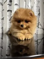 Carmel , a female Pomeranian for sale in Grayslake, IL – 5 of 6