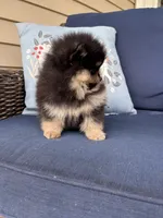 Coffee, a female Pomeranian for sale in Grayslake, IL – 3 of 3