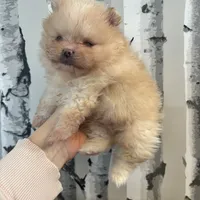 Lulu, a male Pomeranian for sale in Grayslake, IL – 1 of 3