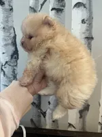 processed/3be6e29a-49f5-498a-b9a6-acdff667f60b/listing/a9ac6719-ceeb-4264-a013-32b8eee4abad/bdd77d1d-c4bd-4237-9b52-f593500db9d5