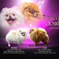 Lulu, a male Pomeranian for sale in Grayslake, IL – 3 of 3