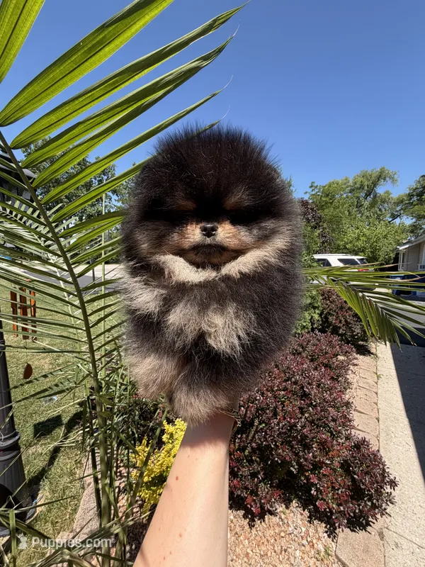 Lucinda  – Pomeranian puppy for sale in Grayslake, IL