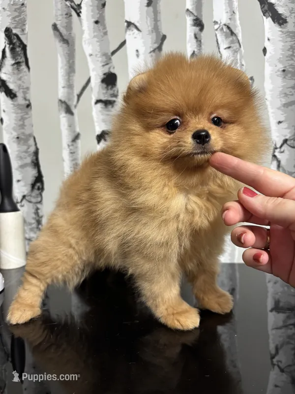 Carmel  – Pomeranian puppy for sale in Grayslake, IL