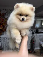 Gucio, a male Pomeranian for sale in Grayslake, IL – 4 of 8