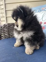 Coffee, a female Pomeranian for sale in Grayslake, IL – 2 of 3