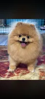 Charlie , a male Pomeranian for sale in Grayslake, IL – 6 of 7