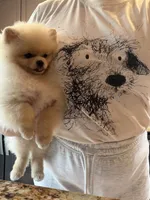 Gucio, a male Pomeranian for sale in Grayslake, IL – 7 of 8