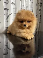 Carmel , a female Pomeranian for sale in Grayslake, IL – 3 of 6