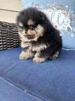Lucinda , a female Pomeranian for sale in Grayslake, IL – 5 of 7