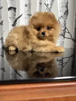 Carmel , a female Pomeranian for sale in Grayslake, IL – 2 of 6