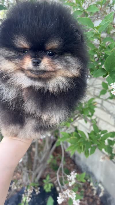 Lucinda , a female Pomeranian for sale in Grayslake, IL – 7 of 7