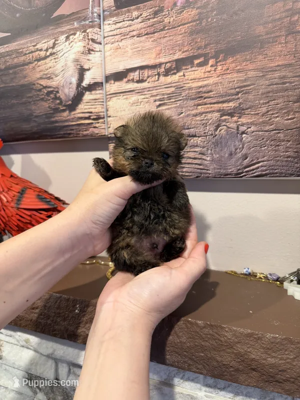 Charlie  – Pomeranian puppy for sale in Grayslake, IL