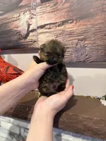 Charlie , a male Pomeranian for sale in Grayslake, IL – 1 of 7