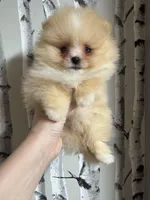 Luiza , a female Pomeranian for sale in Grayslake, IL – 3 of 7
