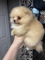Luiza , a female Pomeranian for sale in Grayslake, IL – 1 of 7
