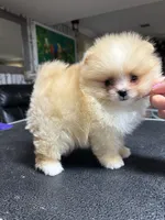 Luiza , a female Pomeranian for sale in Grayslake, IL – 7 of 7