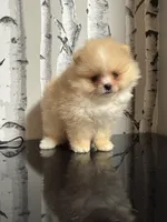 Luiza , a female Pomeranian for sale in Grayslake, IL – 4 of 7
