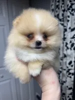 Luiza , a female Pomeranian for sale in Grayslake, IL – 2 of 7