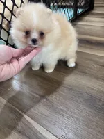 Luiza , a female Pomeranian for sale in Grayslake, IL – 6 of 7