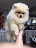 Gucio, a male Pomeranian for sale in Grayslake, IL – 2 of 8