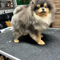 Pedro, a male Pomeranian for sale in Grayslake, IL – 2 of 6