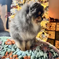 Pedro, a male Pomeranian for sale in Grayslake, IL – 3 of 6