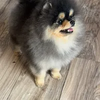 Pedro, a male Pomeranian for sale in Grayslake, IL – 4 of 6
