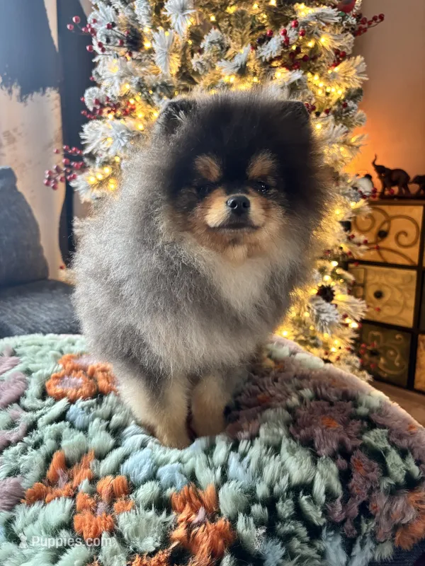 Pedro – Pomeranian puppy for sale in Grayslake, IL