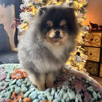 Pedro, a male Pomeranian for sale in Grayslake, IL – 1 of 6