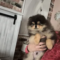 Pedro, a male Pomeranian for sale in Grayslake, IL – 6 of 6
