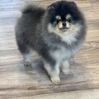 Pedro, a male Pomeranian for sale in Grayslake, IL – 5 of 6