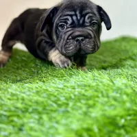 ROLO, a male French Bulldog for sale in Buchanan, MI – Photo 3 of 10