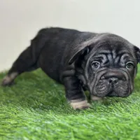 ROLO, a male French Bulldog for sale in Buchanan, MI – Photo 4 of 10