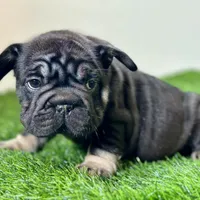 ROLO, a male French Bulldog for sale in Buchanan, MI – Photo 2 of 10