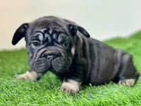 ROLO, a male French Bulldog for sale in Buchanan, MI – Photo 2 of 7