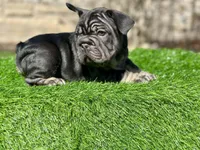 ROLO, a male French Bulldog for sale in Buchanan, MI – Photo 10 of 10