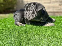 ROLO, a male French Bulldog for sale in Buchanan, MI – Photo 9 of 10