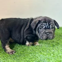 ROLO, a male French Bulldog for sale in Buchanan, MI – Photo 5 of 10