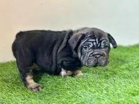 ROLO, a male French Bulldog for sale in Buchanan, MI – Photo 5 of 7