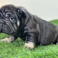 ROLO, a male French Bulldog for sale in Buchanan, MI – Photo 1 of 10