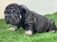 ROLO, a male French Bulldog for sale in Buchanan, MI – Photo 1 of 7