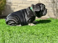 ROLO, a male French Bulldog for sale in Buchanan, MI – Photo 8 of 10