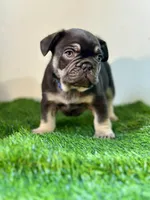 Reese's, a male French Bulldog for sale in Buchanan, MI – Photo 3 of 6