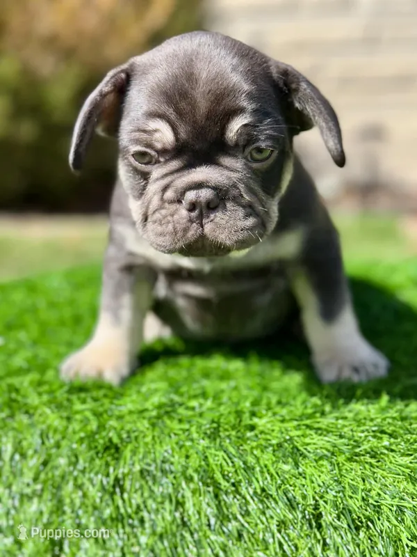 Reese's – French Bulldog puppy for sale in Buchanan, MI