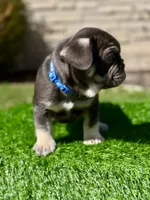 Reese, a male French Bulldog for sale in Buchanan, MI – Photo 2 of 5